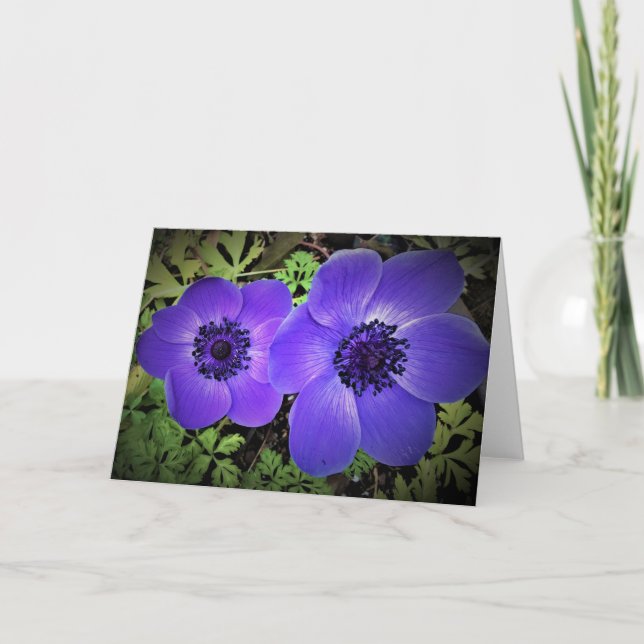 Anemone, kort (Framsida)