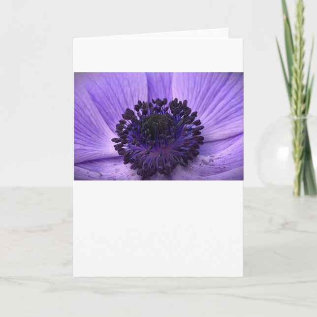 Anemone, kort (Framsida)