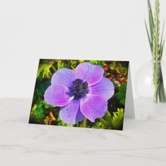 Anemone, kort (Framsida)