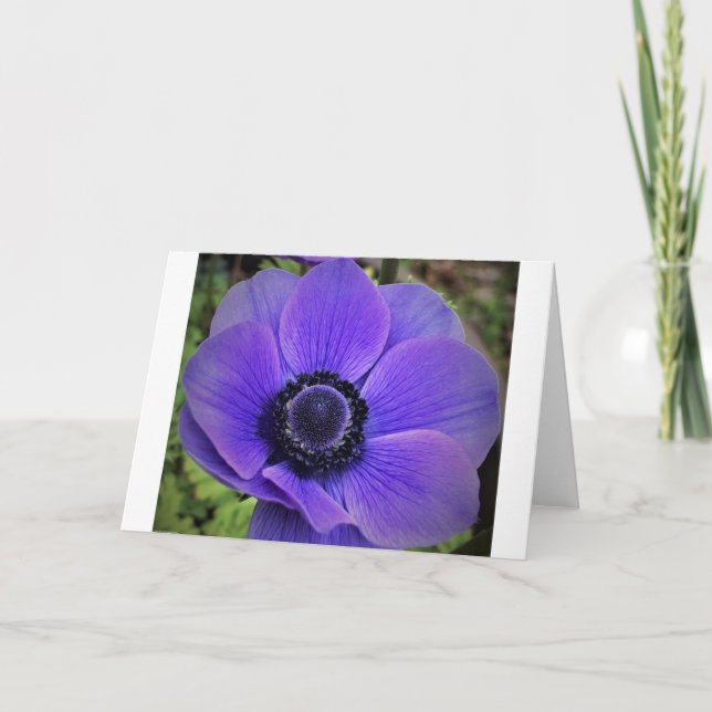 Anemone, kort (Framsida)