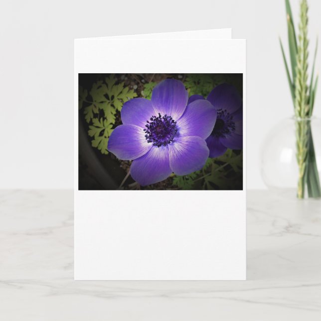Anemone, kort (Framsida)