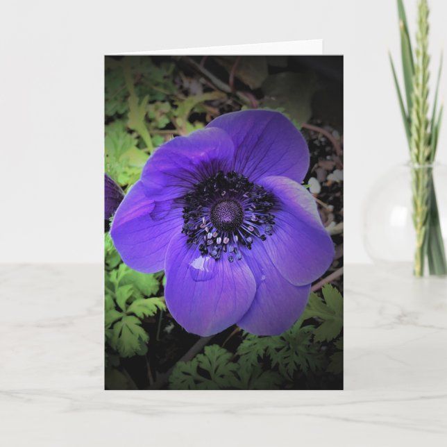 Anemone, kort (Framsida)