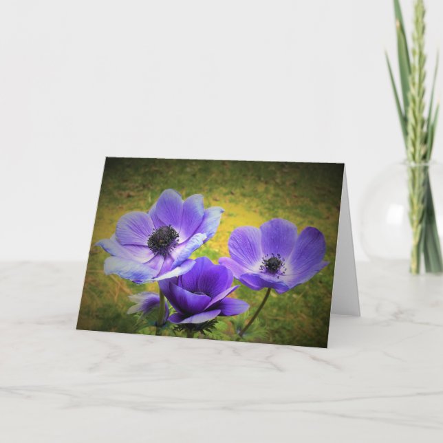 Anemone, kort (Framsida)