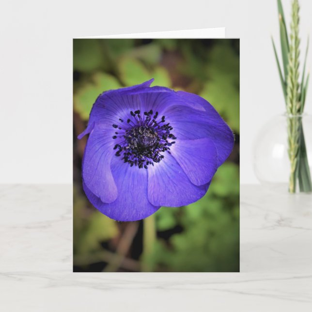 Anemone, kort (Framsida)