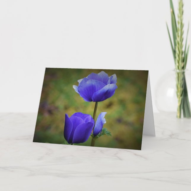Anemone, kort (Framsida)