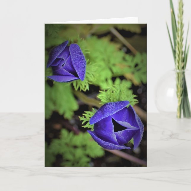 Anemone, kort (Framsida)
