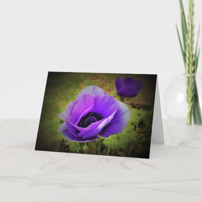 Anemone, kort (Framsida)