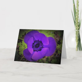 Anemone, kort