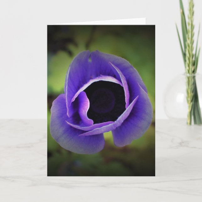 Anemone, kort (Framsida)