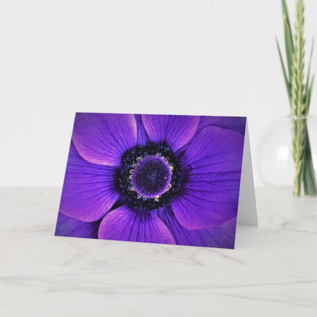 Anemone, kort (Framsida)