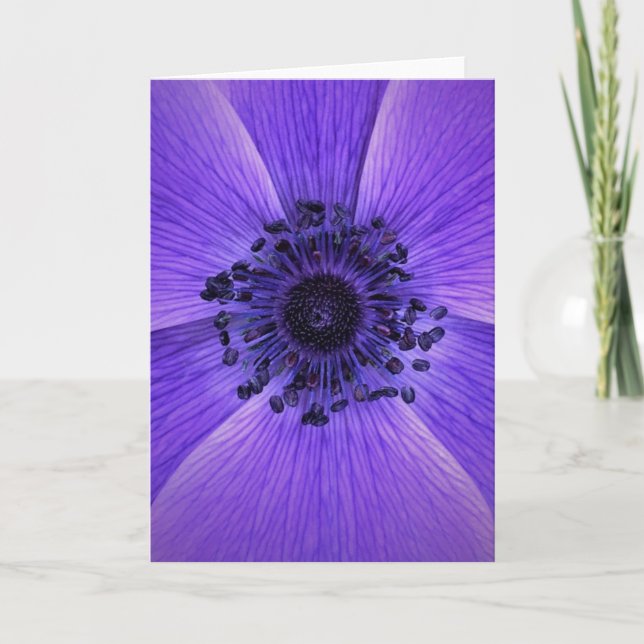 Anemone, kort (Framsida)