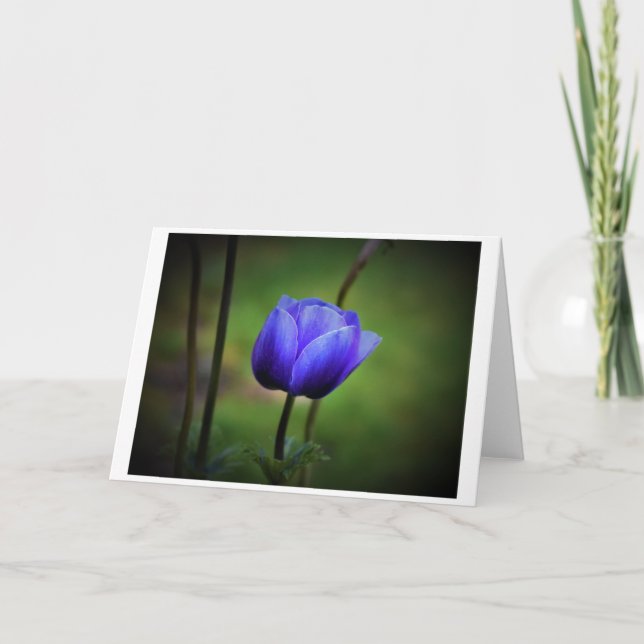 Anemone, kort (Framsida)