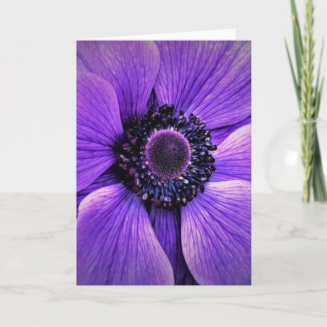Anemone, kort (Framsida)