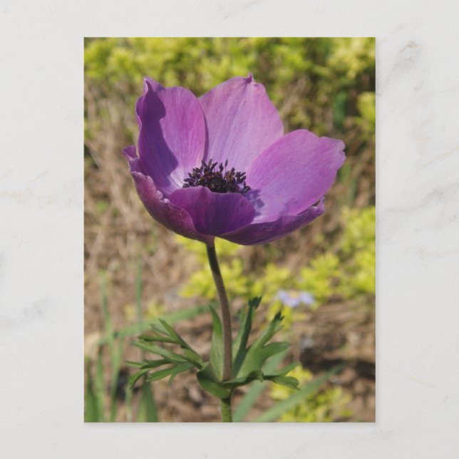 Anemone Lila Flower vycard Vykort (Framsida)