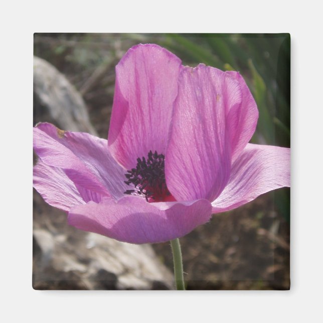 Anemone Magnet (Framsidan)