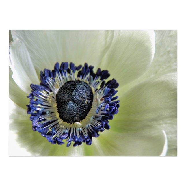 Anemone Mistral Panda Fototryck (Framsidan)
