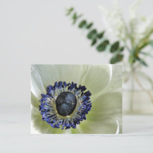 Anemone Mistral Panda Vykort