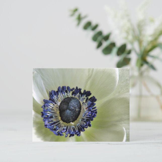 Anemone Mistral Panda Vykort (Stående Fram)