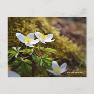 Anemone nemorosa windblomma vykort