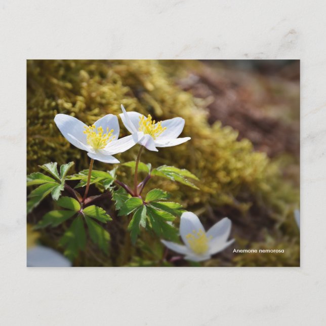 Anemone nemorosa windblomma vykort (Framsida)