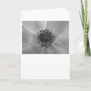 Anemone/Noir, kort