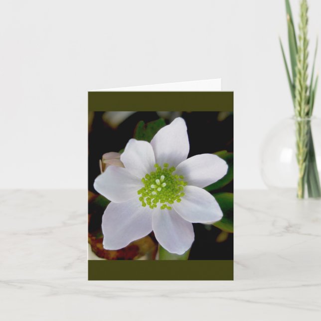 Anemone Note Card Helgkort (Framsida)