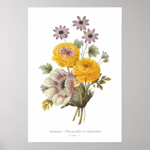 Anemone och Ranunculus Poster