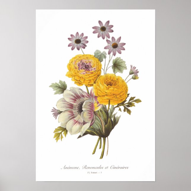 Anemone och Ranunculus Poster (Framsidan)