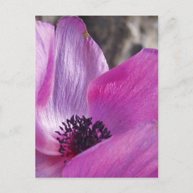 Anemone Petals vykort (Framsida)