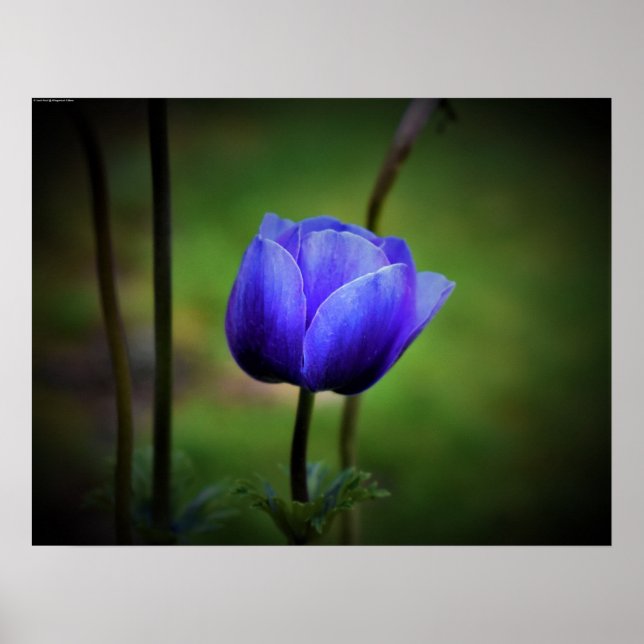 Anemone Poster (Framsidan)