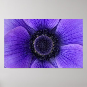 Anemone Poster
