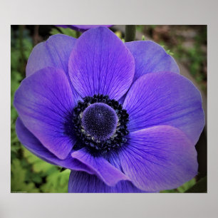 Anemone Poster