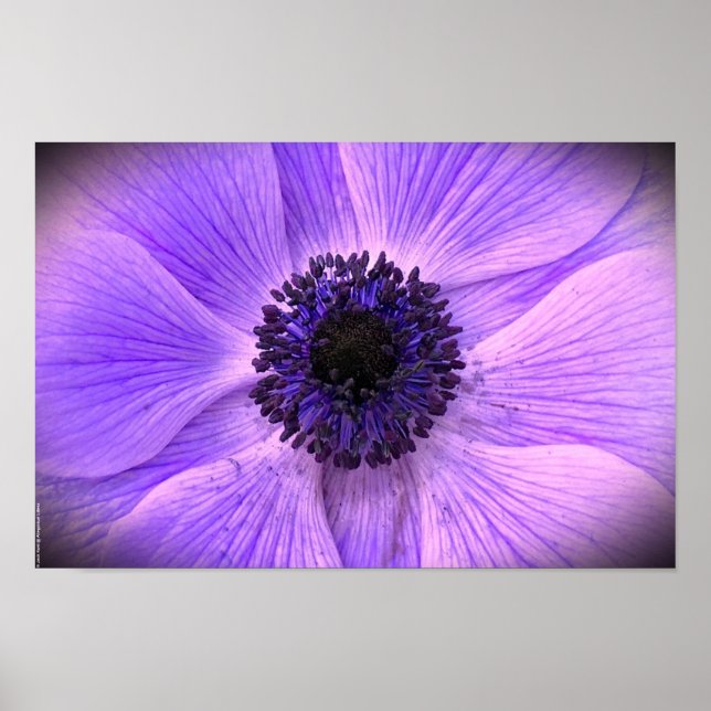 Anemone Poster (Framsidan)