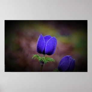 Anemone Poster