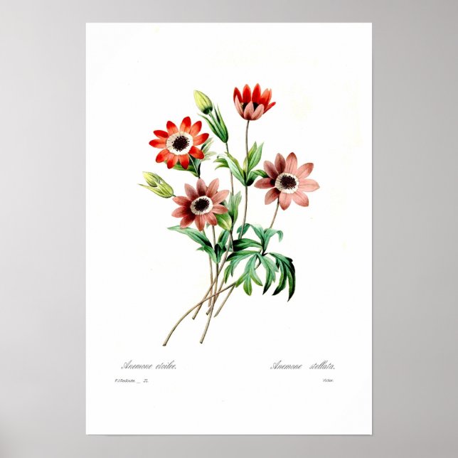 Anemone stellata poster (Framsidan)