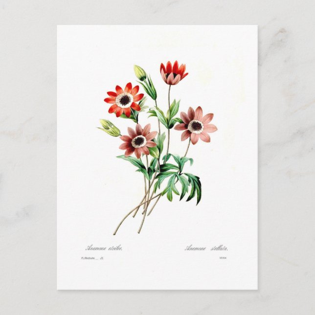 Anemone stellata vykort (Framsida)