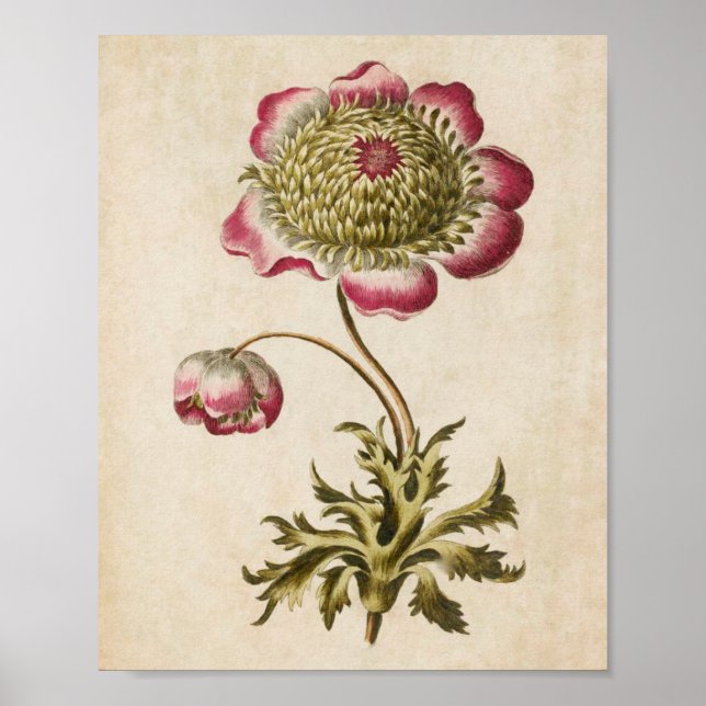 Anemone-utskrift för vintage botanisk Blommigt Poster (Framsidan)