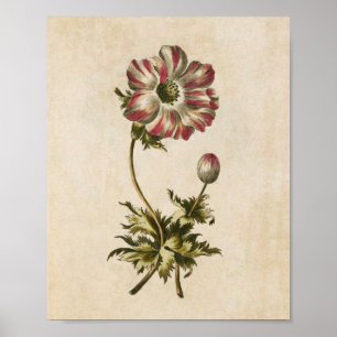 Anemone-utskrift för vintage botanisk Blommigt Poster