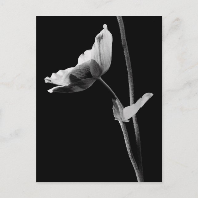 Anemone vycard B&W Vykort (Framsida)