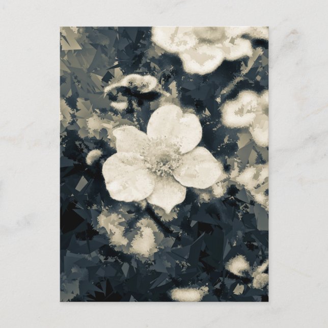 Anemone Vykort (Framsida)