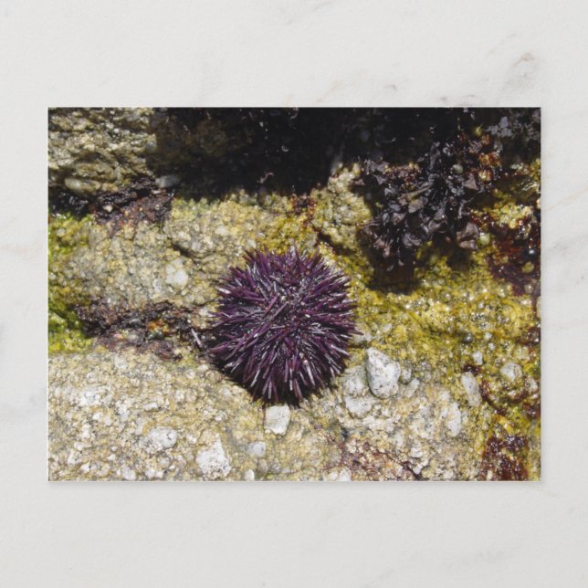 Anemone Vykort (Framsida)