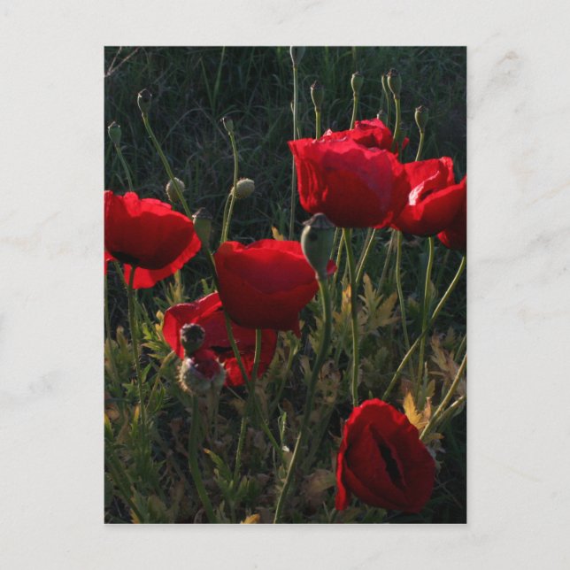 Anemone Vykort (Framsida)