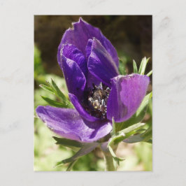 Anemone-vykort Vykort