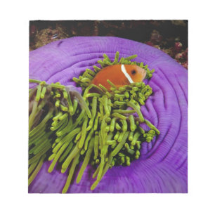 Anemonefish och stor anemon anteckningsblock