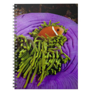 Anemonefish och stor anemon anteckningsbok