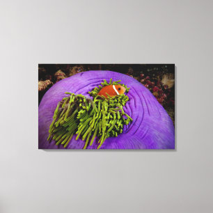 Anemonefish och stor anemon canvastryck