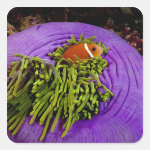 Anemonefish och stor anemon fyrkantigt klistermärke