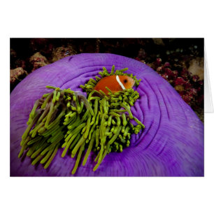 Anemonefish och stor anemon hälsningskort