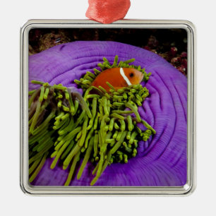 Anemonefish och stor anemon julgransprydnad metall