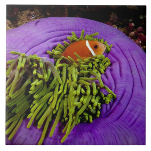 Anemonefish och stor anemon kakelplatta